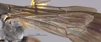 Media type: image;   Entomology 29328 Aspect: Wing hind